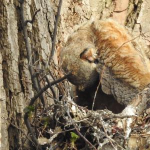 GreatHornedOwl_20220423_06
