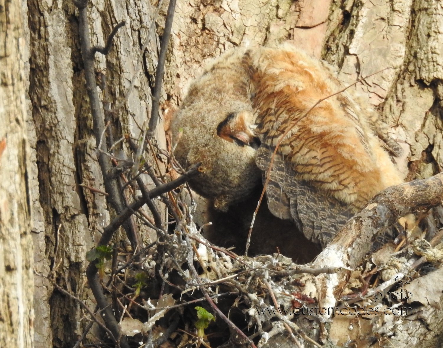 GreatHornedOwl_20220423_06