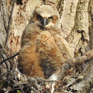 GreatHornedOwl_20220423_13