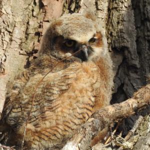 GreatHornedOwl_20220423_04