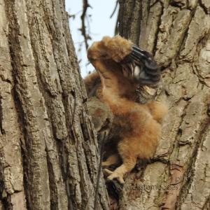 GreatHornedOwl_20220423_17Talons