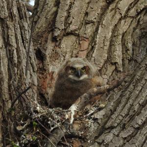 GreatHornedOwl_20220423_20BackHome