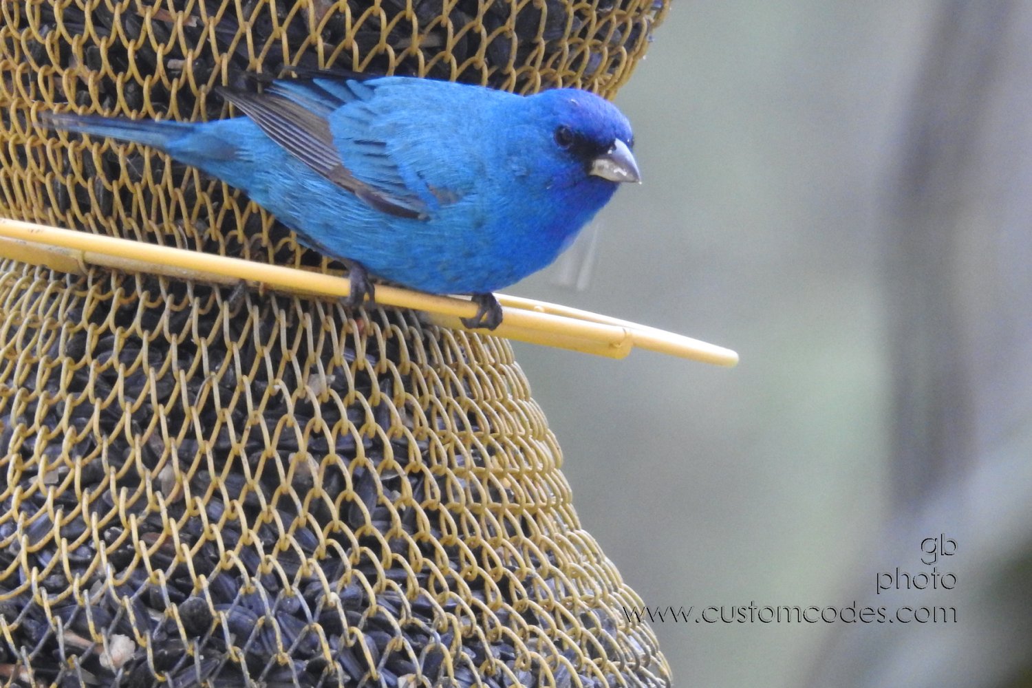 indigoBunting_20230506