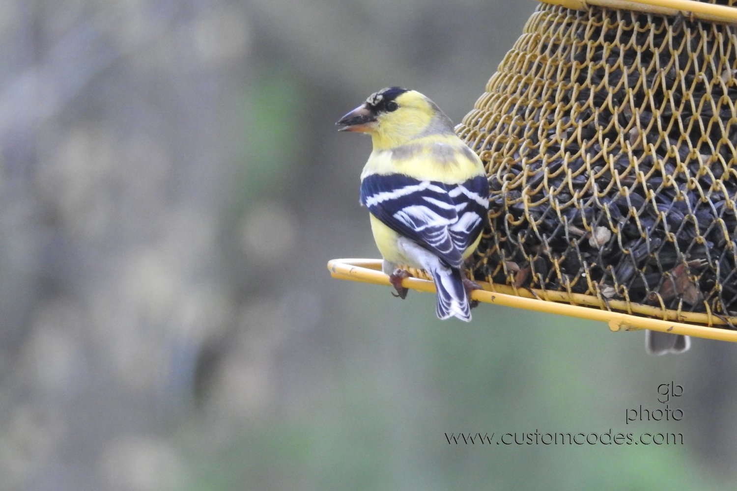 americanGoldfinch_20230506