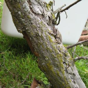 TreeFrogCamo