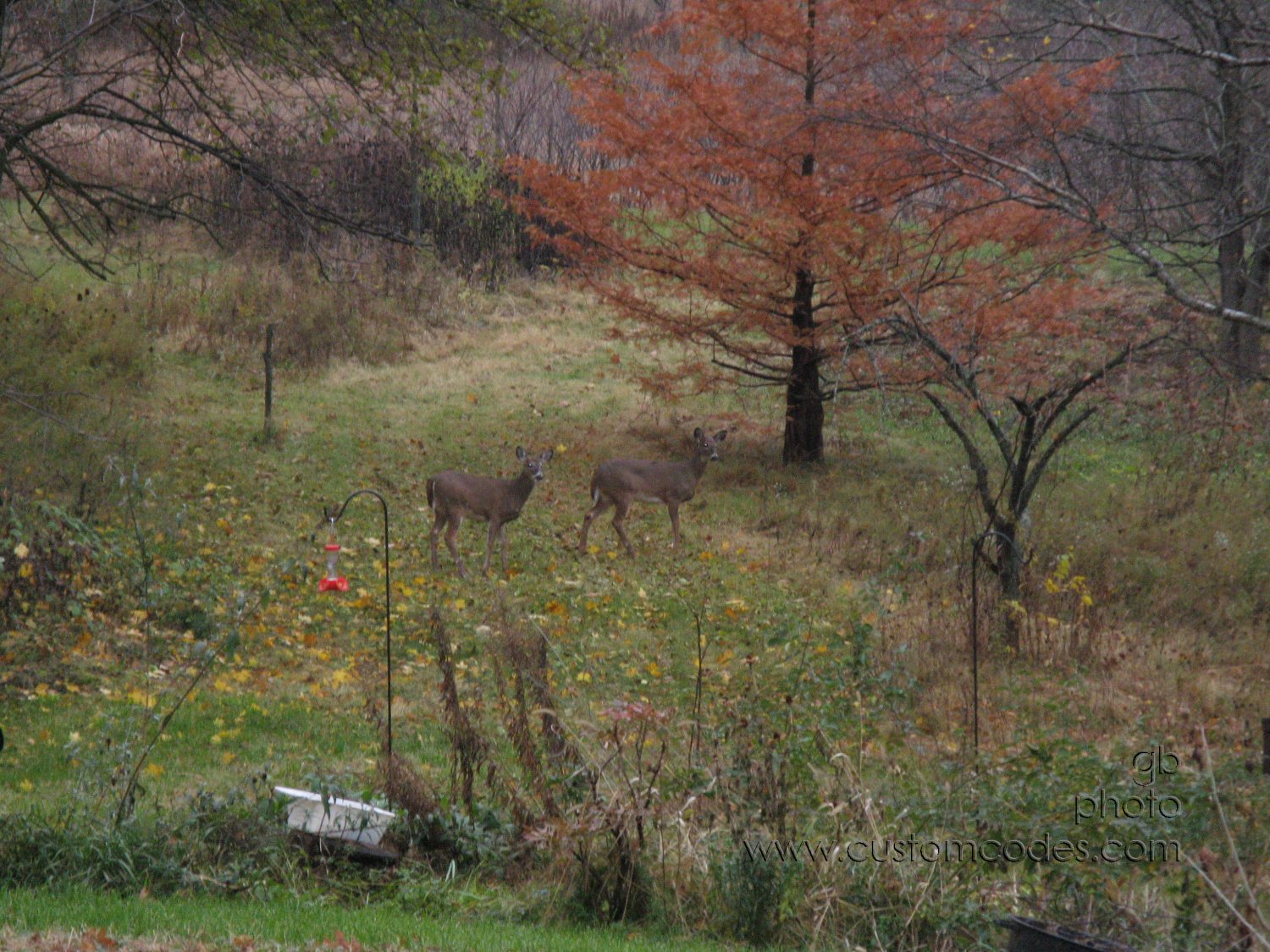 Deer_091029