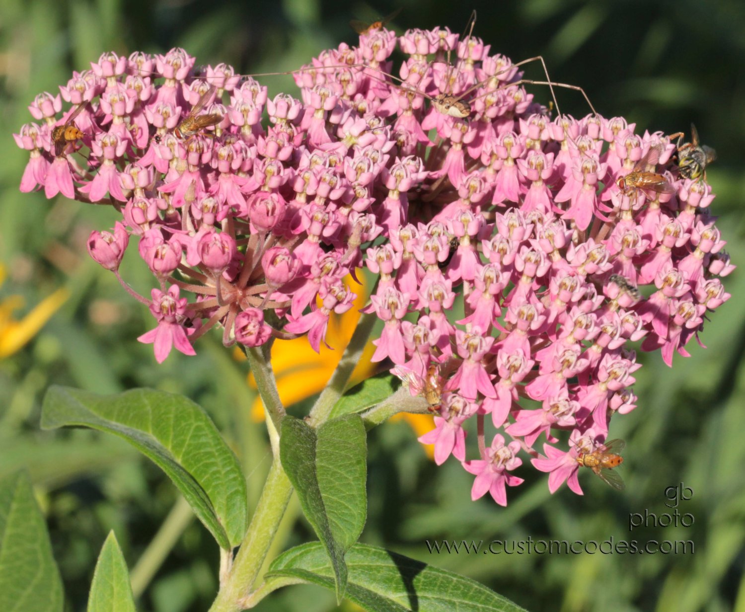 20100717MilkweedWithBugs