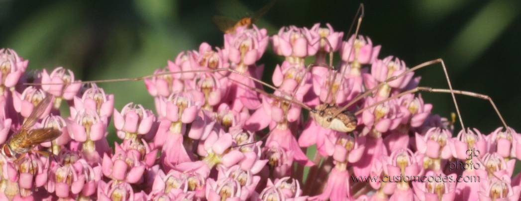 20100717MilkweedBugsSpider2Bees
