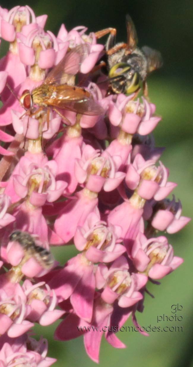 20100717Milkweed3Bees