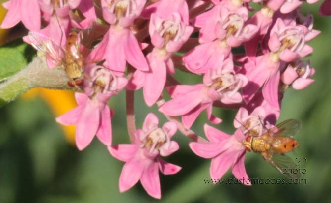 20100717Milkweed2Bees
