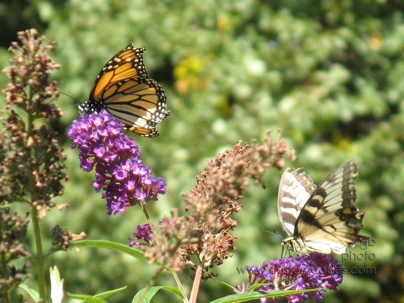 MonarchAndYellowSwallowtail_cr