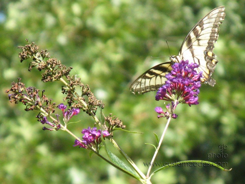 yellowSwallowtail_cr