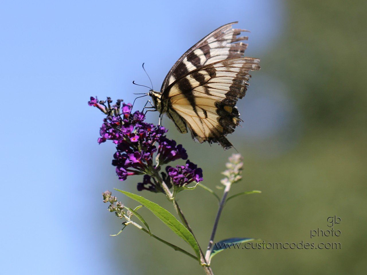 yellowSwallowtailOnbutterflybush