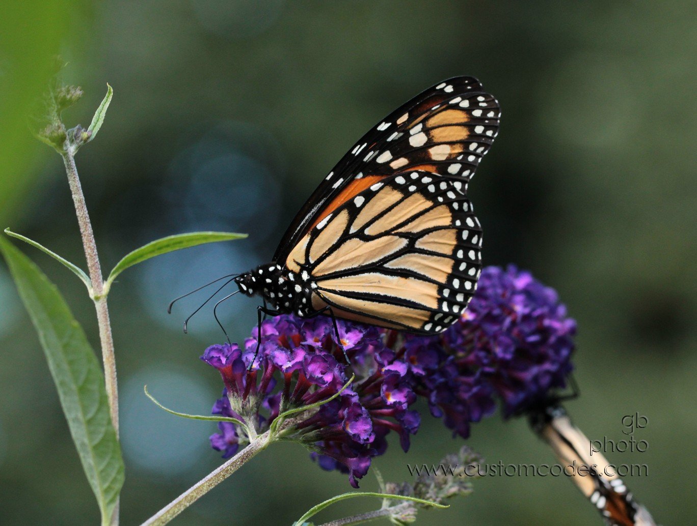 MonarchInLateSummer_cr