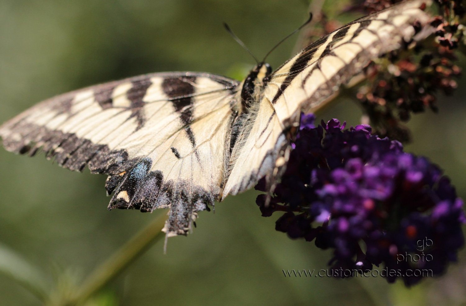 YellowSwallowtail_d2_cr