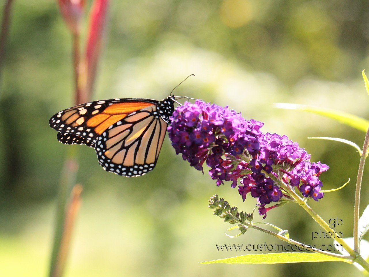 monarch_2_cr
