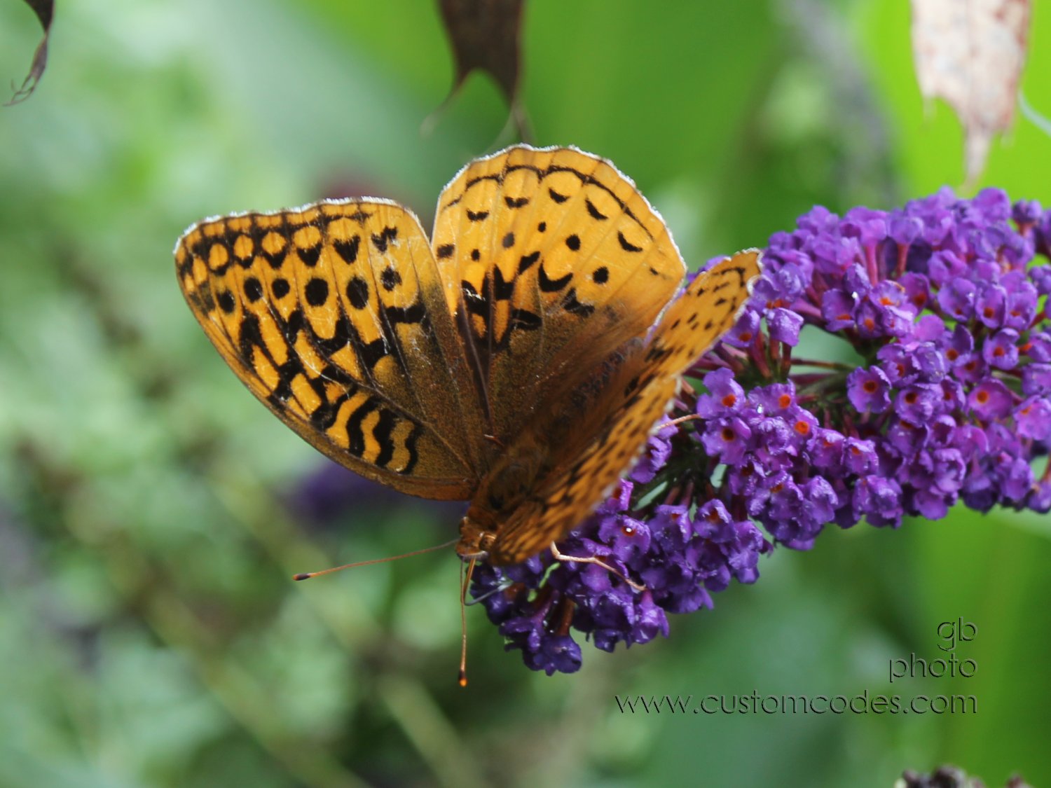 butterfly_2010_08_14_cr