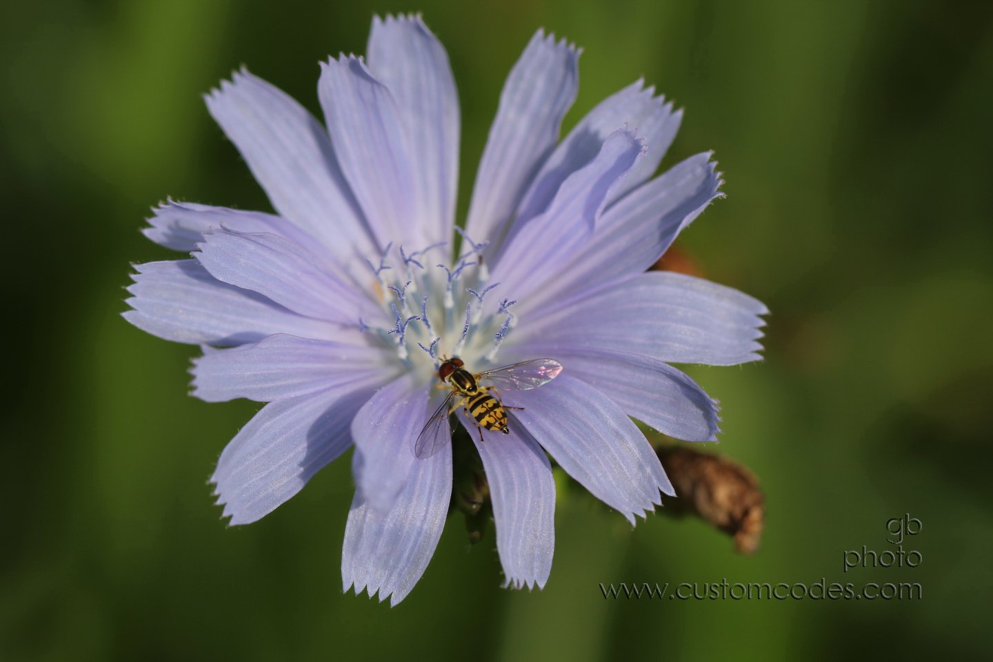 BeeOnChicory