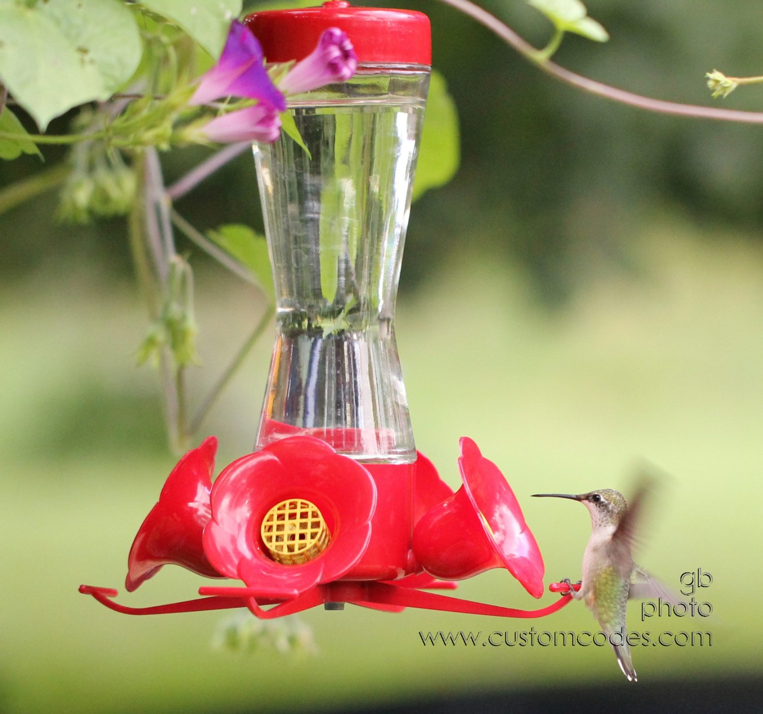 HummingbirdLanding_cr