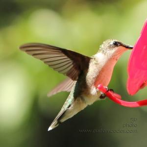 takeOff_2010_0912_cr