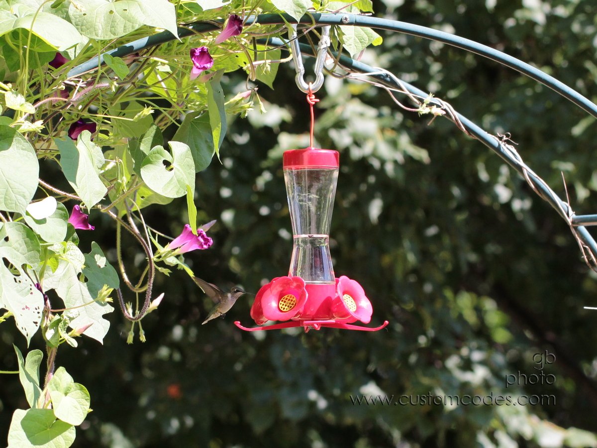 hummingbird 078_cr