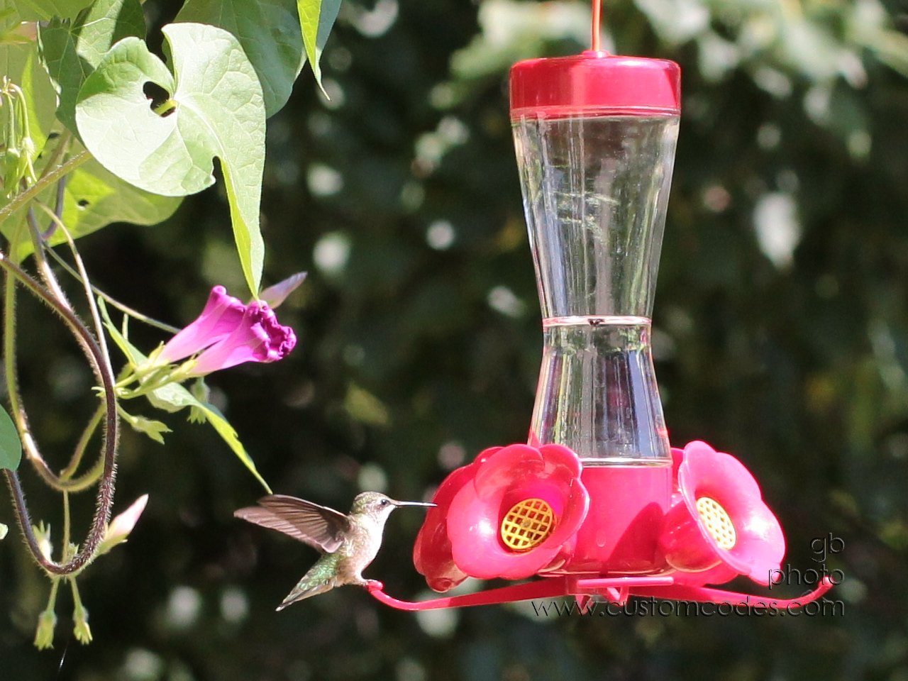 hummingbird 082_cr