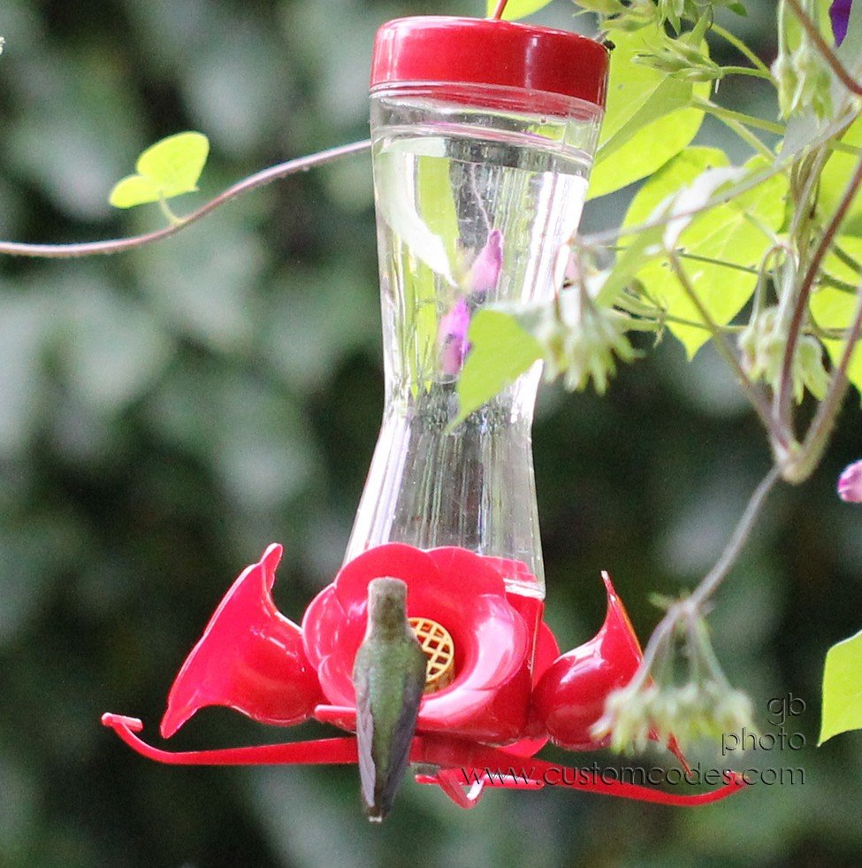HummingbirdBackView_sitting_2_cr