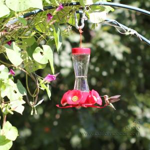 hummingbird_152_cr