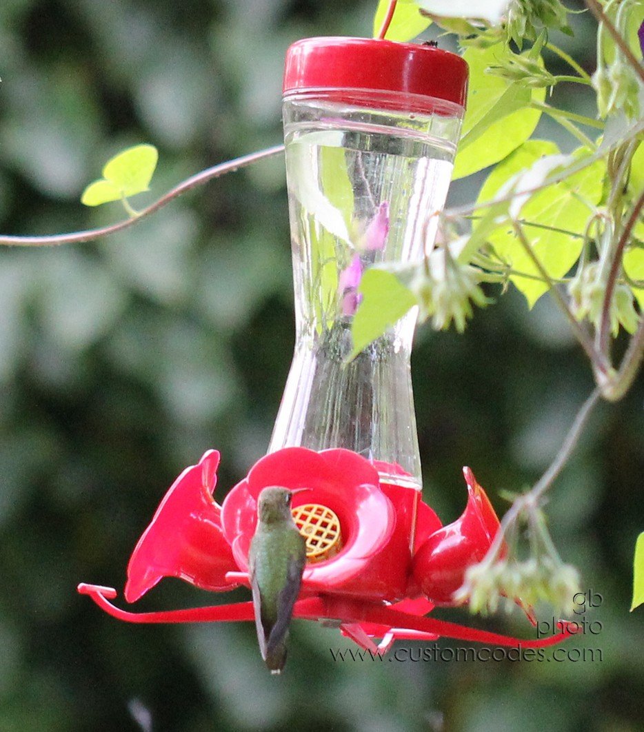 HummingbirdBackView_sitting_cr