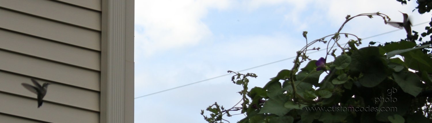 HummingbirdBattle_2_cr