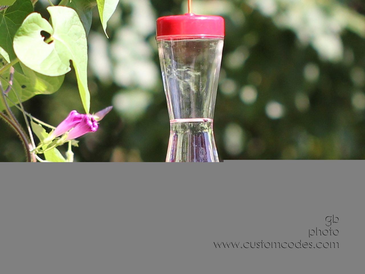hummingbird 105_cr