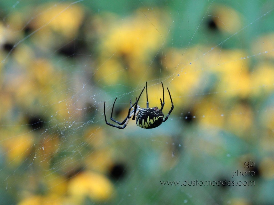 spider_spinning_cr