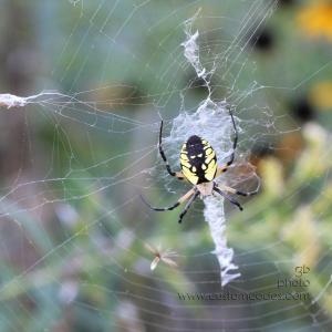 spider_2010_0918_cr