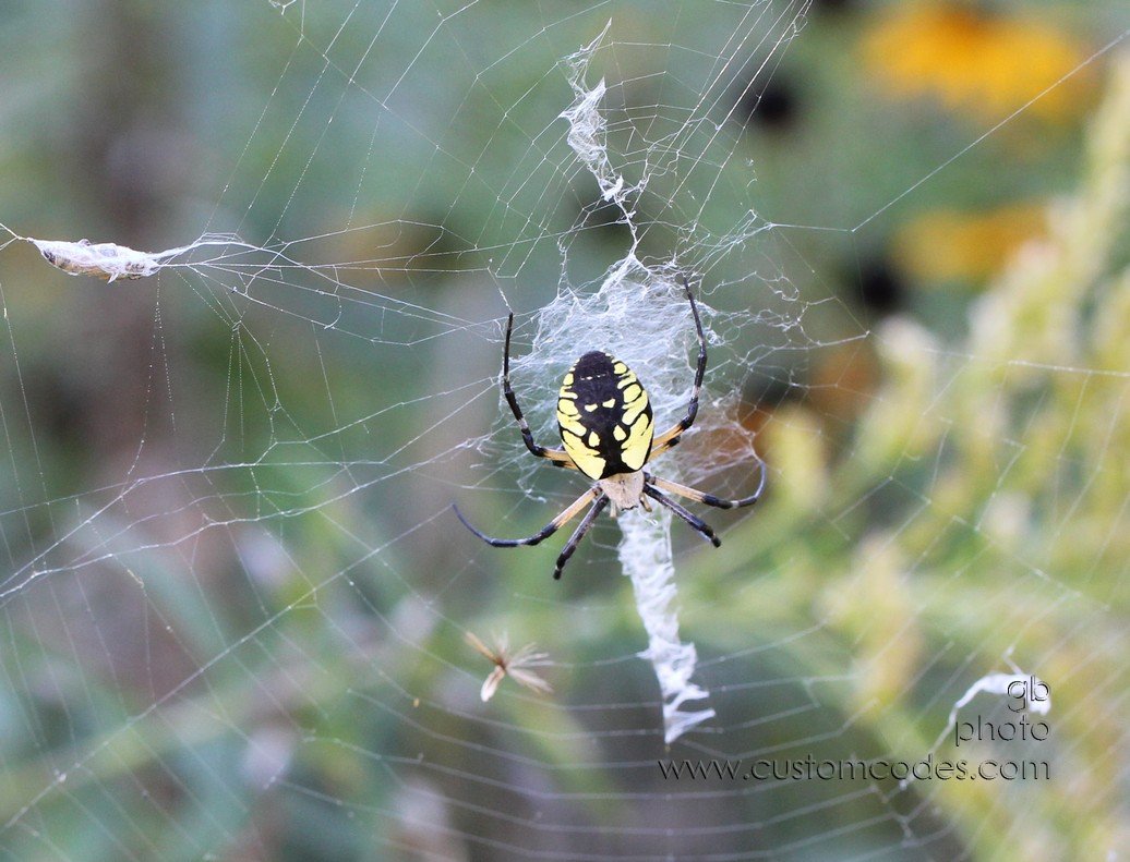 spider_2010_0918_cr