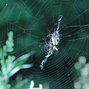 spider_eating_cr