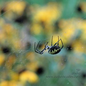 spider_spinning_2_cr