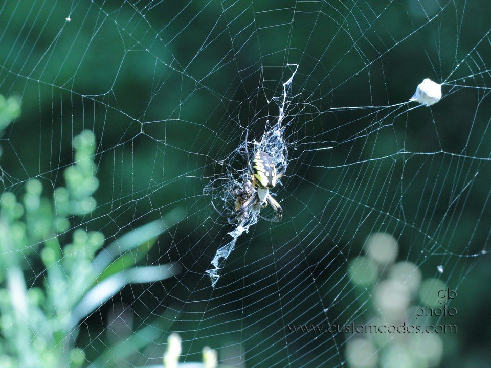 spider_eating_cr