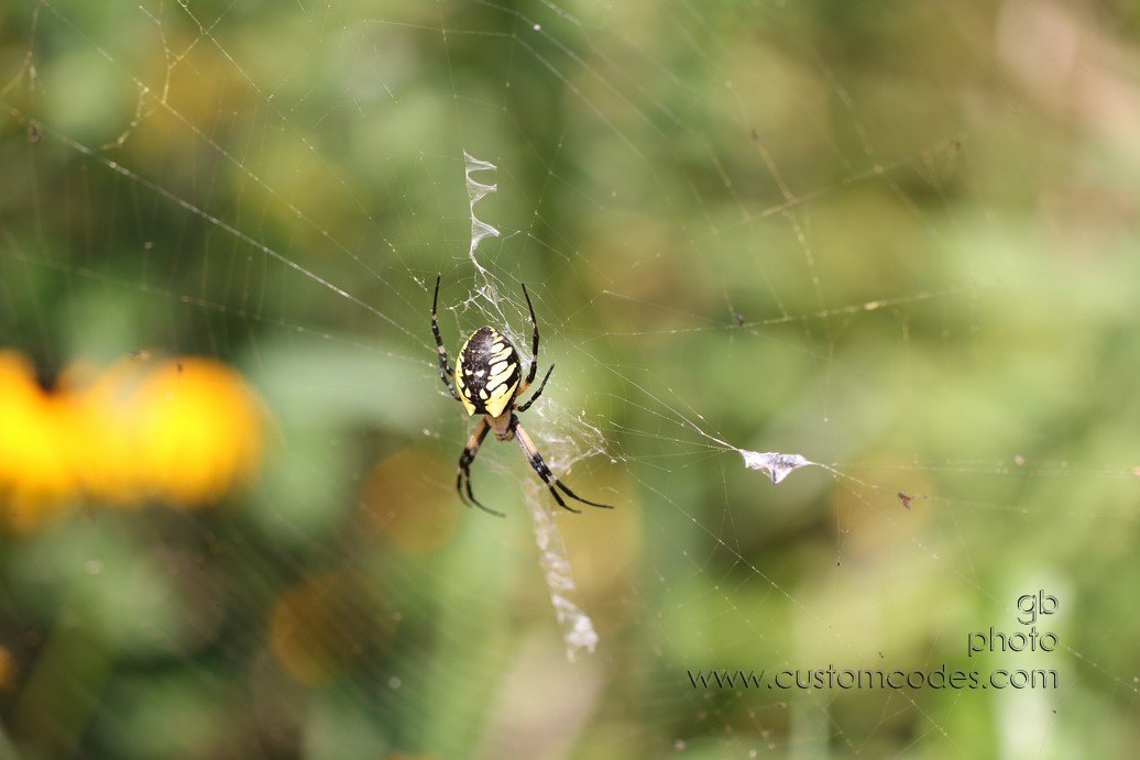 GardenSpider_2010_08_29