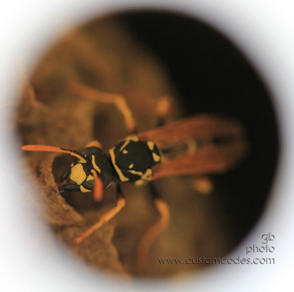 waspsInTrafficCone_2010_0918r