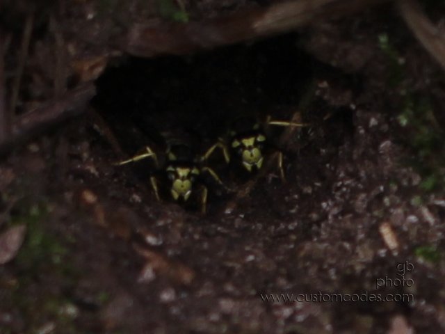 groundWasp3_cr