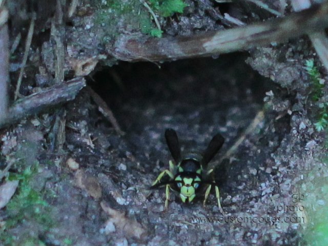 groundWasp1_cr