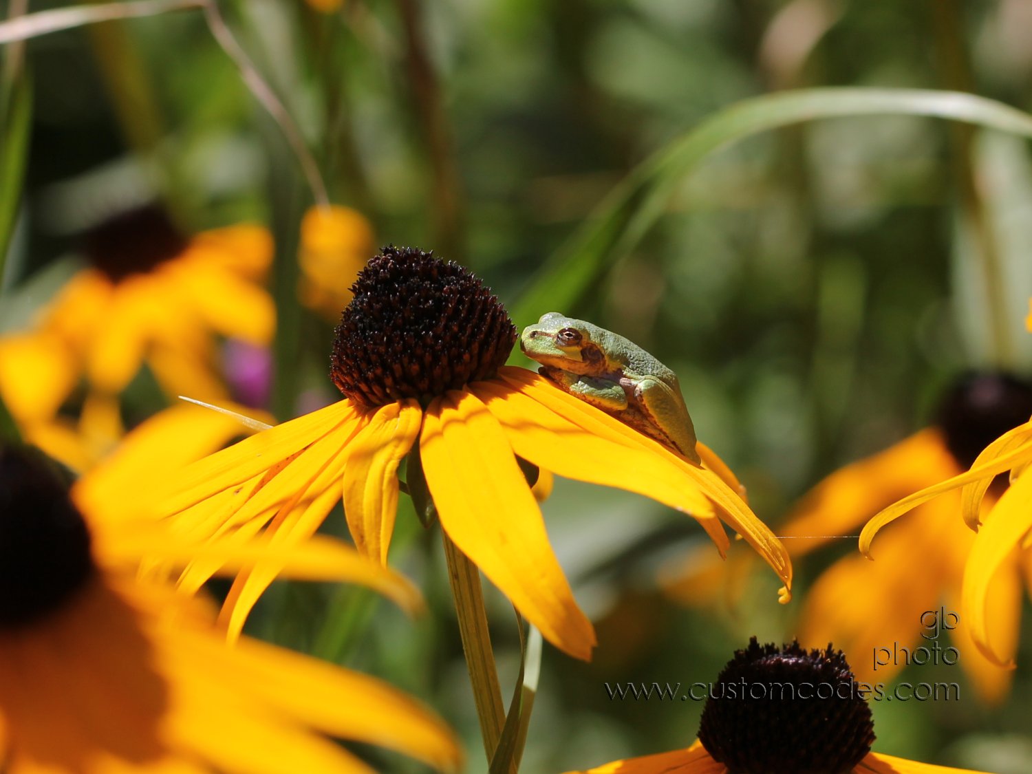 FrogOnYellowConeflower_3_cr