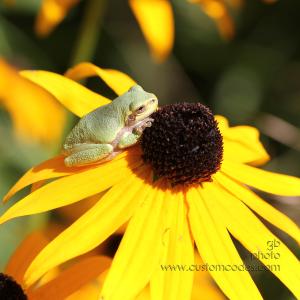 amphibians