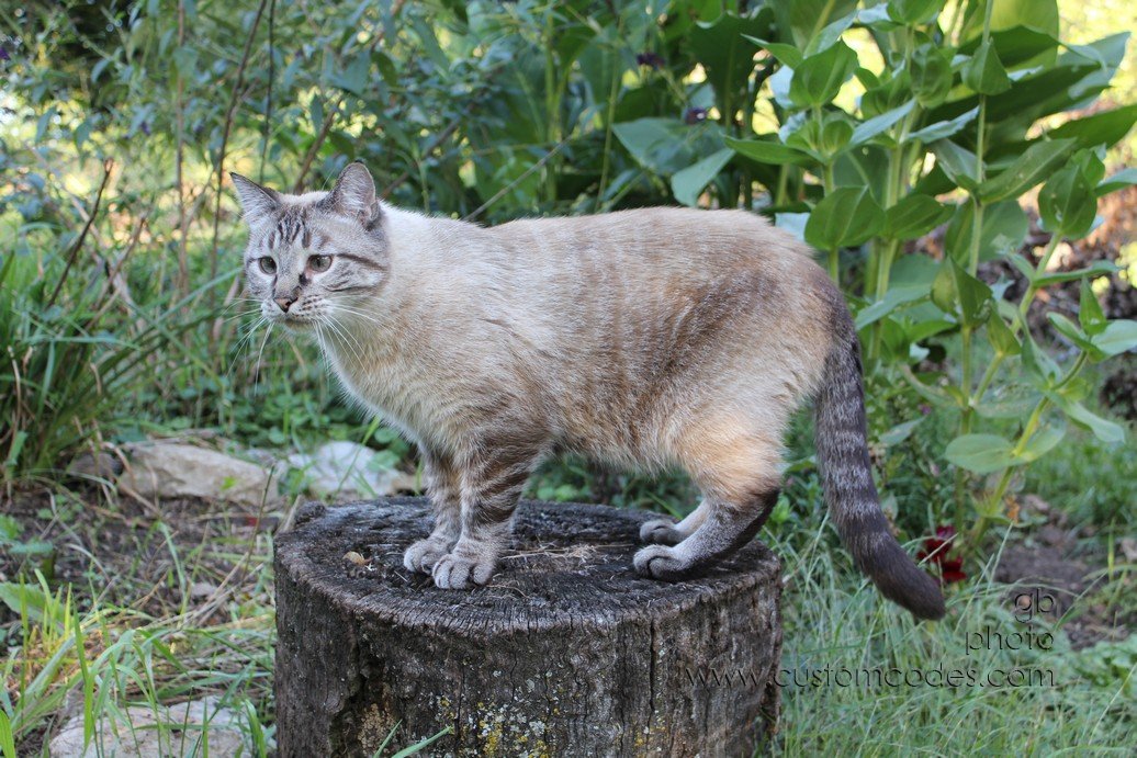 SammyOnStump