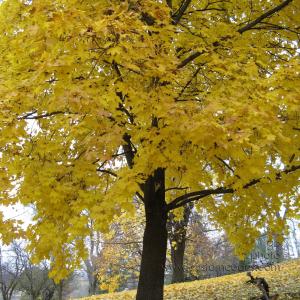 BeanerOnMapleTree