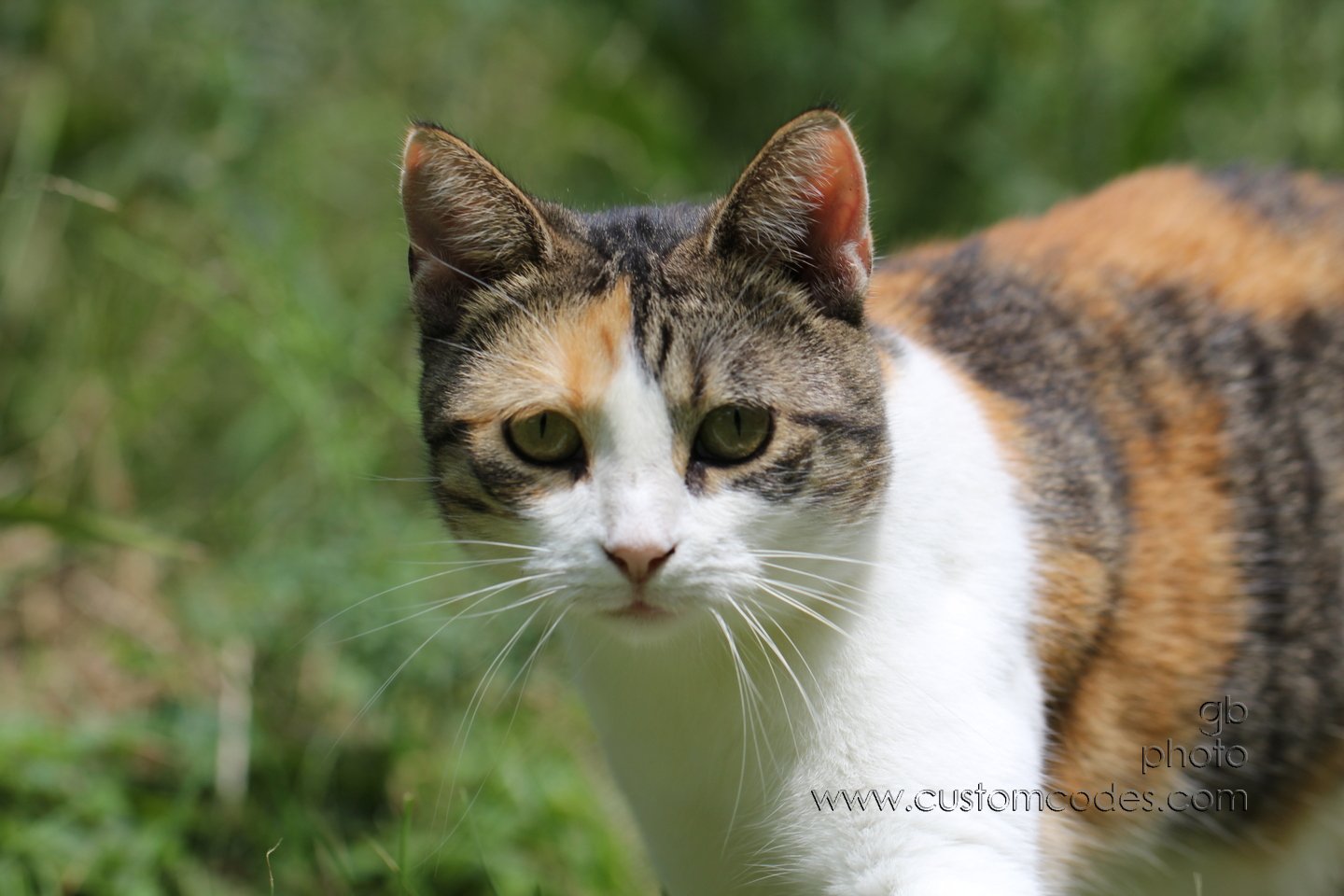 Beaner_2010_08_01