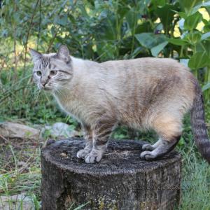 SammyOnStump