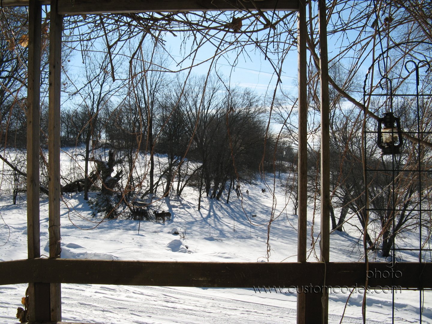 DeerAfterFirstAlert