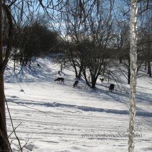 deer2009