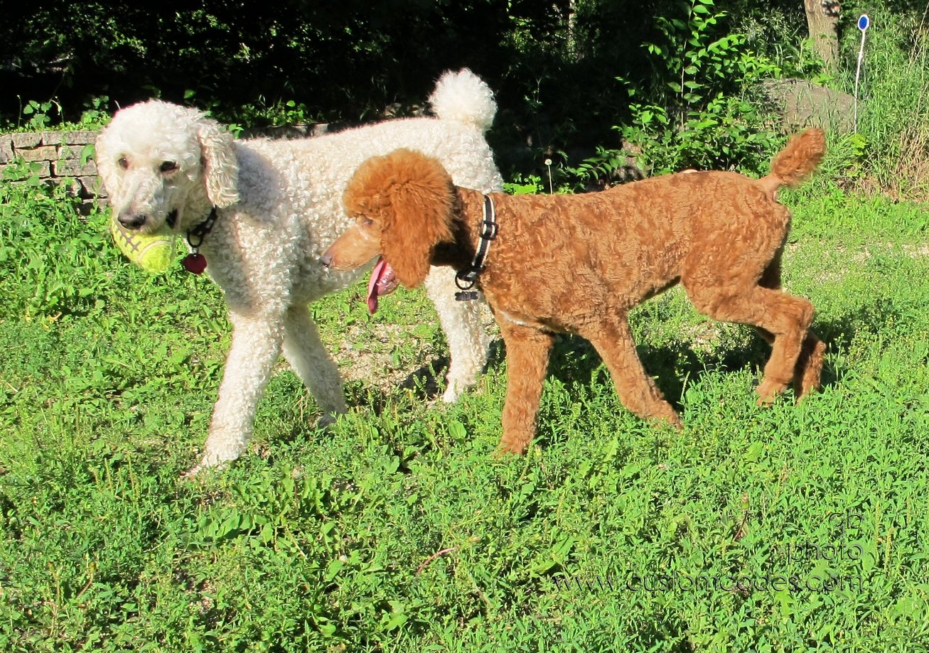 ElwoodCiCoch_20140703_3